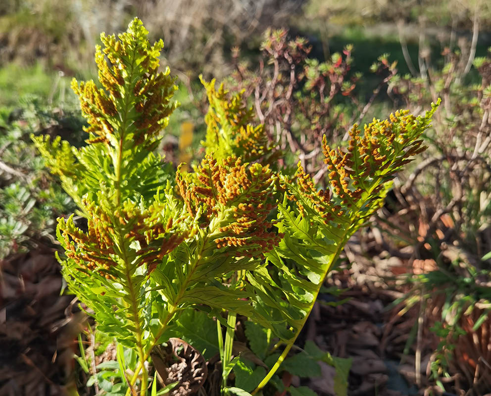 Polypodium cambricum 'Pulcherrimum Addison' photo